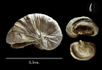 Exogyra sp.