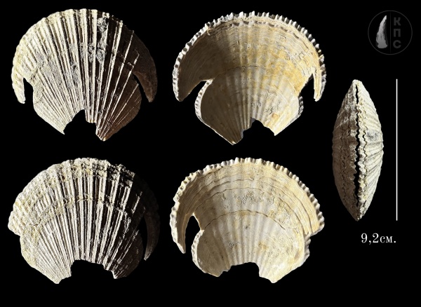 моллюски, меловой период, двустворчатые моллюски, Chlamys, Pecten, Морской гребешок, Туронский ярус, КПС