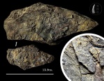 Шугурия Shuguria sp.