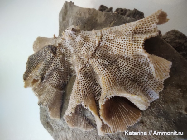 пермь, мшанки, Polypora, Fenestella, казанский ярус, Rectifenestella, Rectifenestella permulta, Fenestella permulta