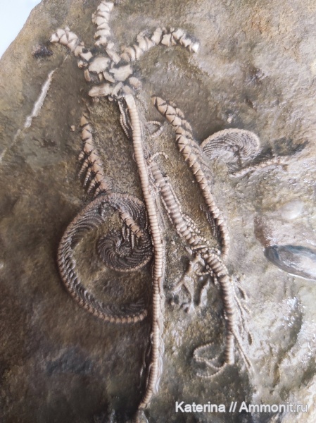 морские лилии, иглокожие, пермь, казанский ярус, Ampelocrinidae