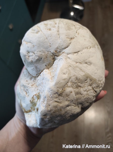 мел, наутилусы, мезозой, Eutrephoceras
