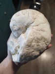 Кампанский наутилус Eutrephoceras