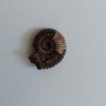 Vertumniceras sp.