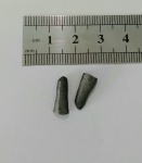 Acrodus