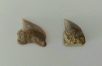 Squalicorax pristodontus