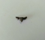 Polyacrodus