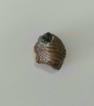 Ptychodus mammillaris