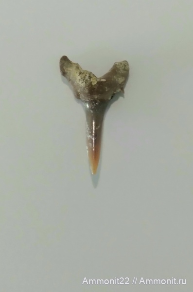 меловой период, Саратовская область, Scapanorhynchus, Карякино
