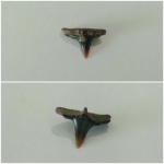 Squatina