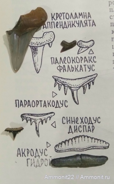 акулы