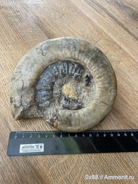 аммониты, Пески, Choffatia, Choffatia trina, Perisphinctidae