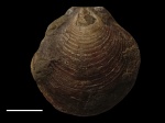 Entolium sp.