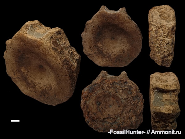 Fossils