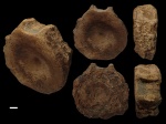 Fossils