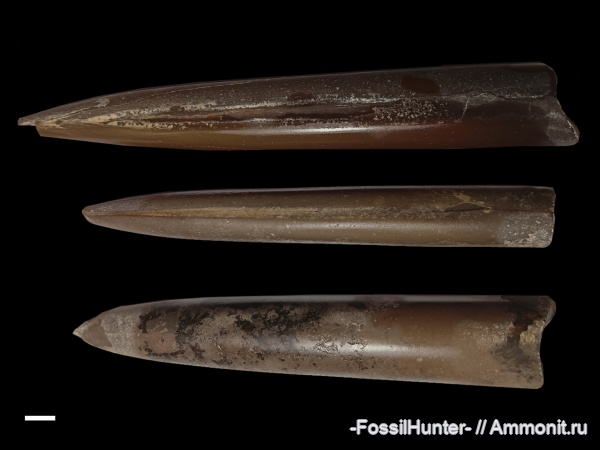 белемниты, belemnites