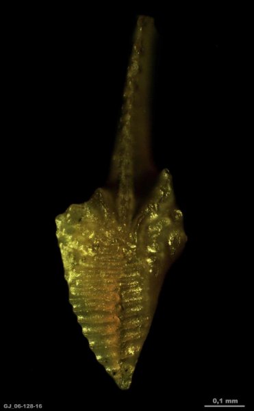 гжельский ярус, конодонты, Conodonta, Idiognathodus