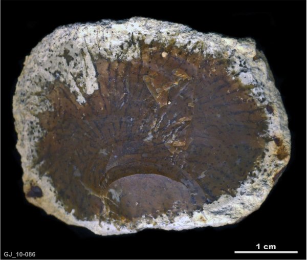 Губка Pemmatites macroporus
