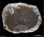 Pemmatites macroporus Dunikowski, 1884