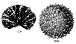 Pemmatites macroporus Dunikowski, 1884