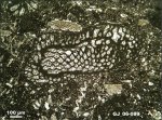 Фораминиферы в органогенно-детритовых известняках