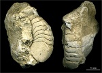 Domatoceras sp.