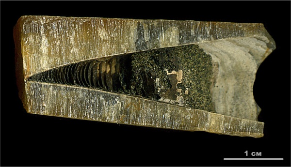 белемниты, юра, волжский ярус, фрагмоконы, Volgian, Jurassic, belemnites, phragmocones
