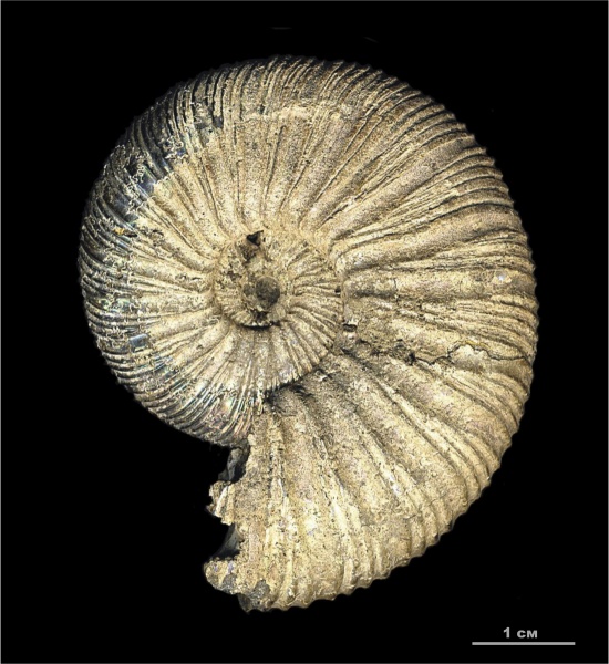 юра, Virgatites, Virgatites virgatus, Jurassic