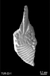 Idiognathodus praeobliquus