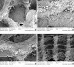 Chaetetes radians под электронным микроскопом