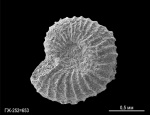 Microconchida
