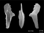Adetognathus lautus