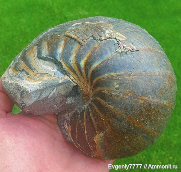 Eucymatoceras