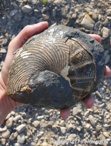 Eucymatoceras