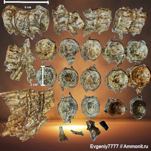 Xiphactinus