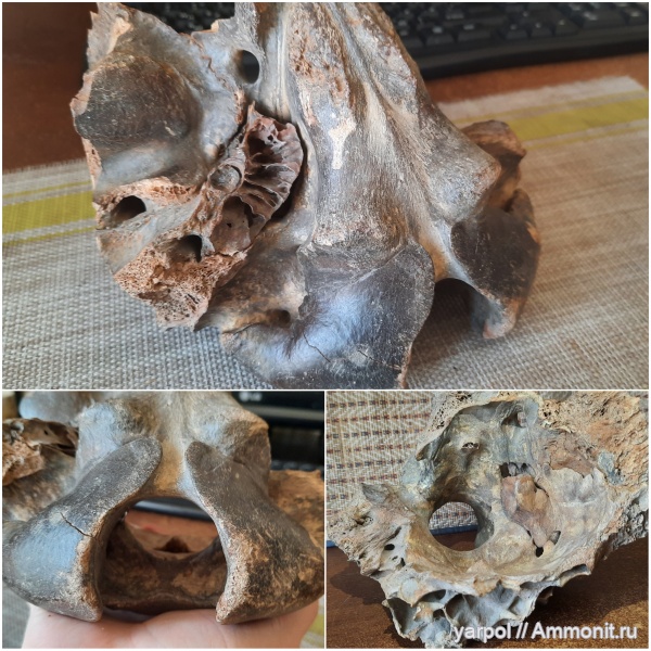 Моя коллекция