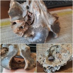 Моя коллекция