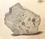 Бурые водоросли Cystoseira.