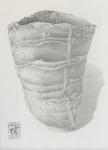 Одиночный коралл.