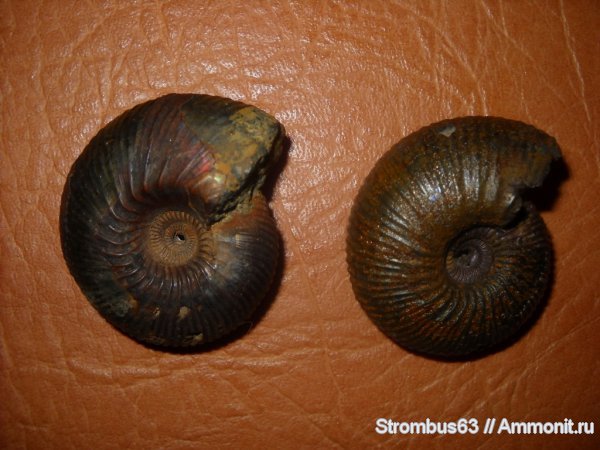 аммониты, юрский период, Cadoceras, р. Волга, Cadoceratinae, Cardioceratidae, Ammonites, Jurassic