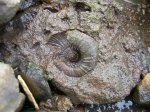 Аммонит Perisphinctes в камне.