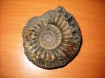 Binatisphinctes или Virgatites?