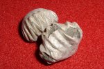 Брахиоподы Ivanoviella