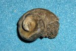 Слепок внутренней полости гастроподы( типа Pleurotomaria)