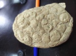 Коралл, окаменелость.