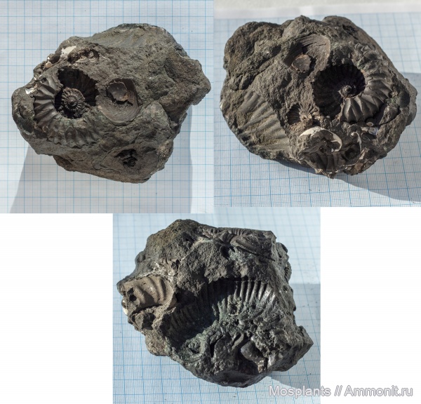 аммониты, фрагмоконы, верхняя юра, жилая камера, зона Dorsoplanites panderi