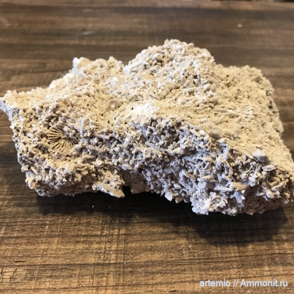 карбон, ругозы, иглы, Дюки, лилия, Фузулины