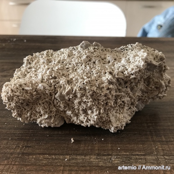брахиоподы, карбон, иглы, Дюки, лилия, Фузулины
