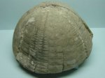 морской еж Echinocorys sp.