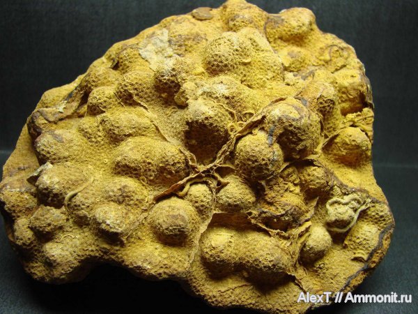 кораллы, нижний мел, Крым, готерив, Scleractinia, Actinastraea, Hauterivian, Lower Cretaceous, нижний готерив